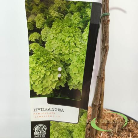 Hydrangea paniculata Limelight