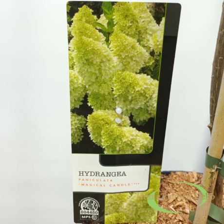 Hydrangea paniculata Magical Candle