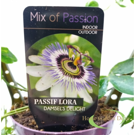 Passiflora Damsels Delight