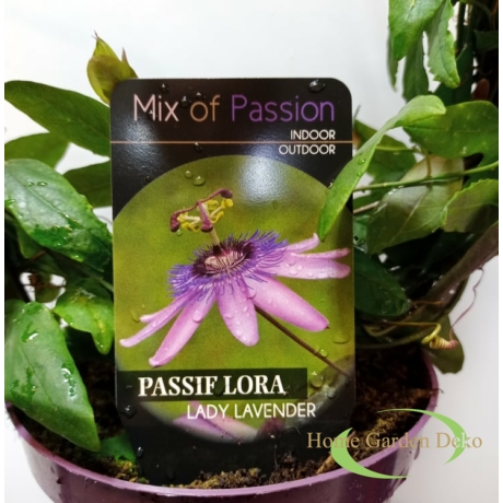 Passiflora Lavender Lady