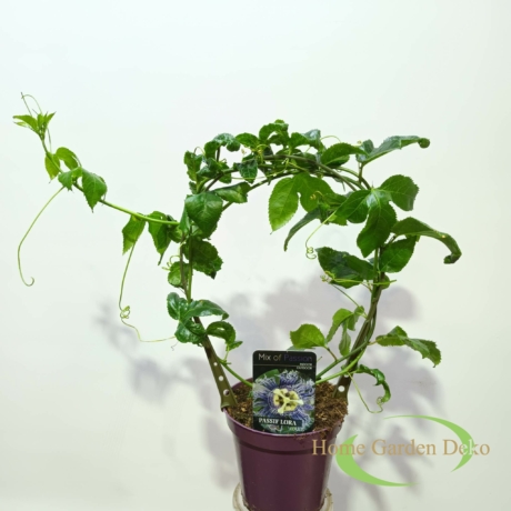 Passiflora edulis / Maracuja
