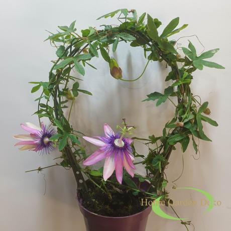 Passiflora Candy