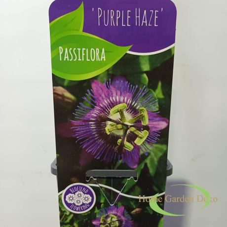 Passiflora Purple Haze