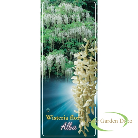 Wisteria sinensis Alba