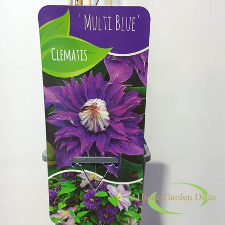 Clematis Multi Blue