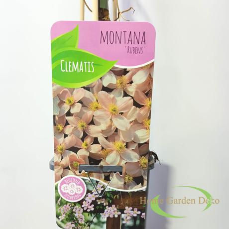 Clematis montana Rubens