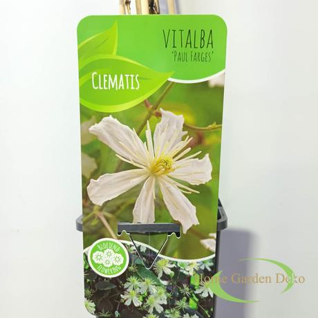 Clematis vitalba Paul Farges