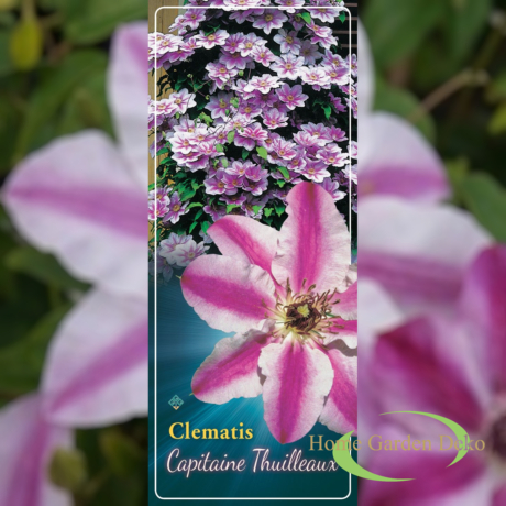 Clematis  Capitaine Thuilleaux