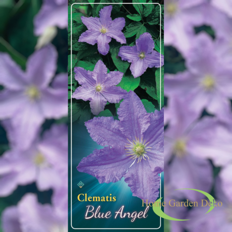 Clematis Blue Angel