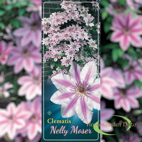 Clematis Nelly Moser