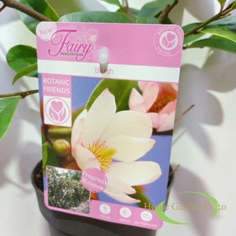 Magnolia Fairy Blush