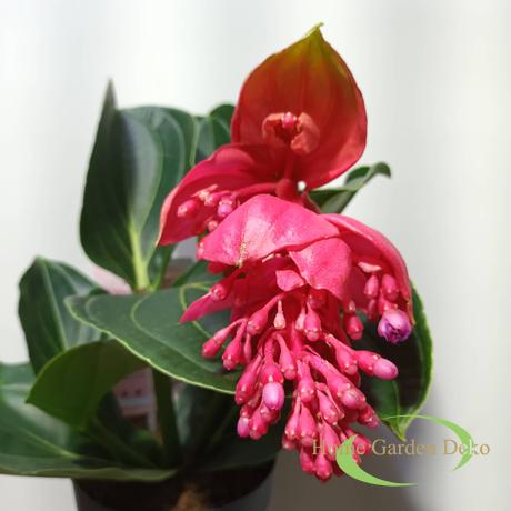 Medinilla magnifica Flamenco