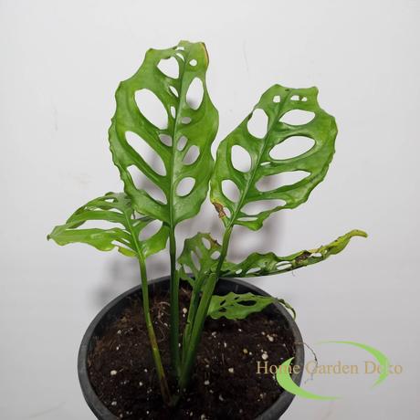 Monstera obliqua Peru