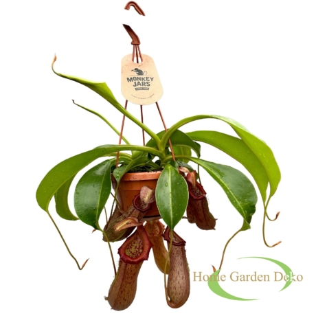 Nepenthes Rob