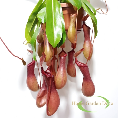 Nepenthes × ventrata