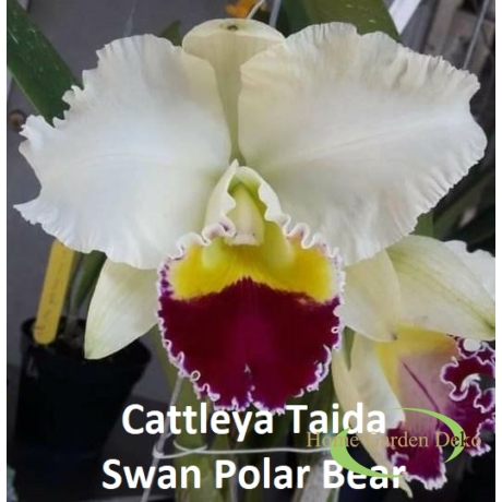 Cattleya Taida Swan Polar Bear