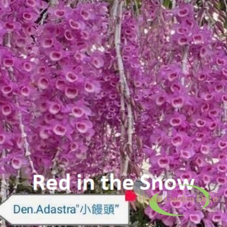 Dendrobium Adastra Red in the snow