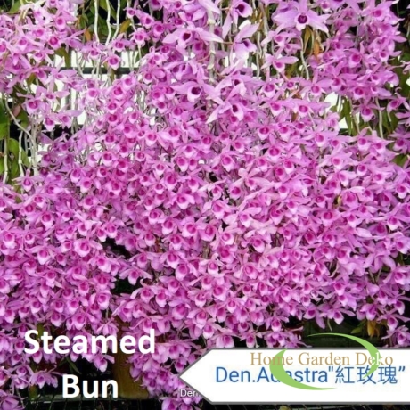 Dendrobium Adastra Steamed Bun