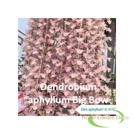 Dendrobium aphyllum Big Bow