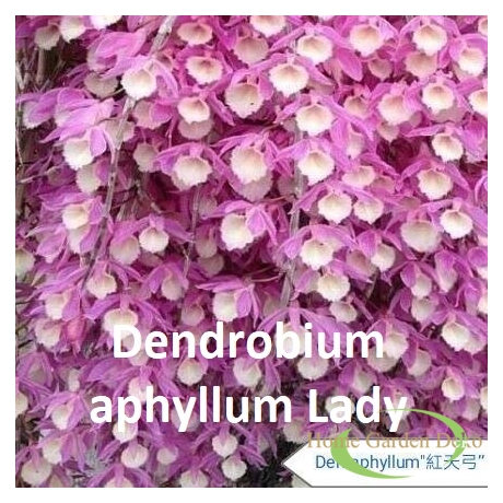 Dendrobium aphyllum Lady