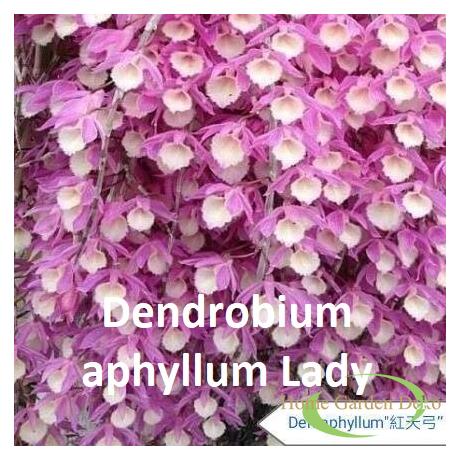 Dendrobium aphyllum Lady