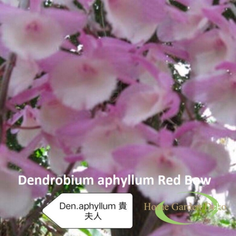 Dendrobium aphyllum Red Bow