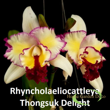 Rhyncholaeliocattleya Thongsuk Delight