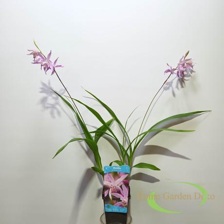 Bletilla striata ochracea Rickey