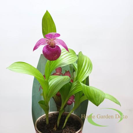 Cypripedium rózsaszín