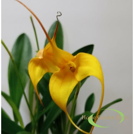 Orchidea Masdevallia Sárga