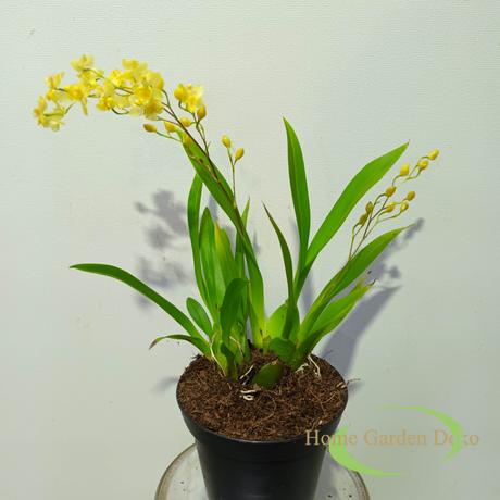 Oncidium sárga