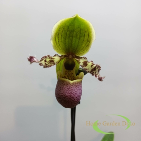 Paphiopedilum Pinocchio lila