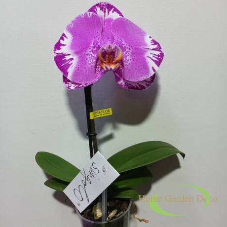 Phalaenopsis singolo Victorio