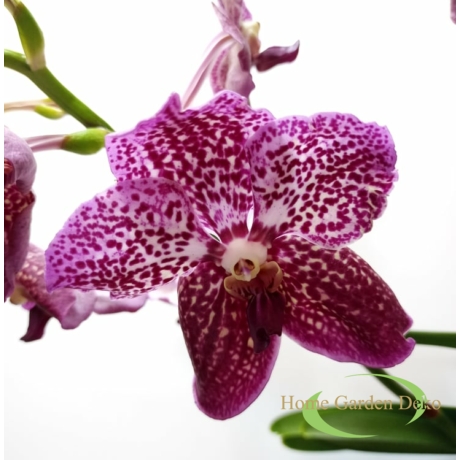 Vanda orchidea bordó/lila