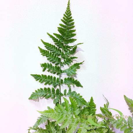 Dryopteris austriaca