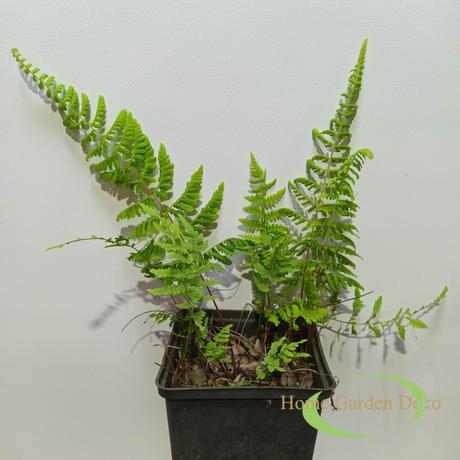 Athyrium filix-femina Lady in Red