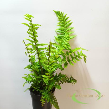 Dryopteris affinis