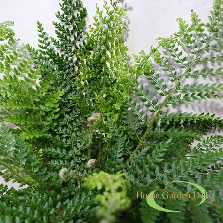 Polystichum setiferum Plumoso densum