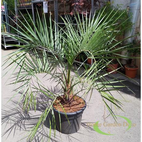 Butia Capitata