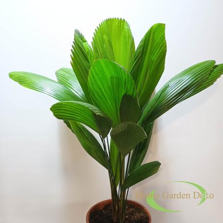 Licuala grandis