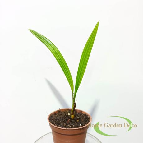 Trachycarpus fortunei