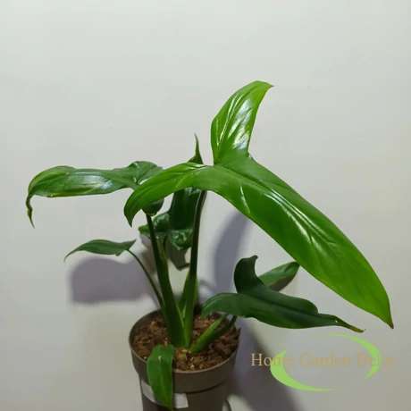 Philodendron Barrosoanum