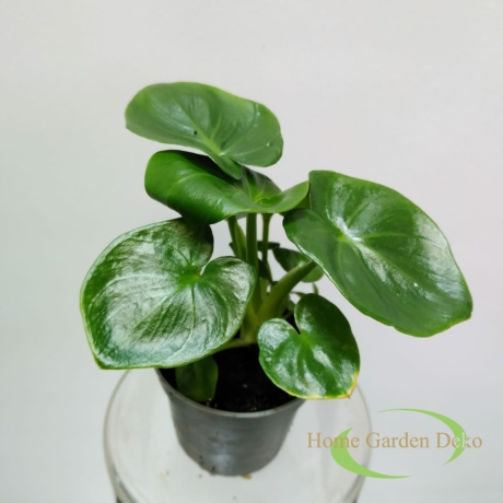Philodendron Atom