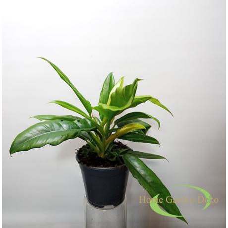 Philodendron Narrow Escape