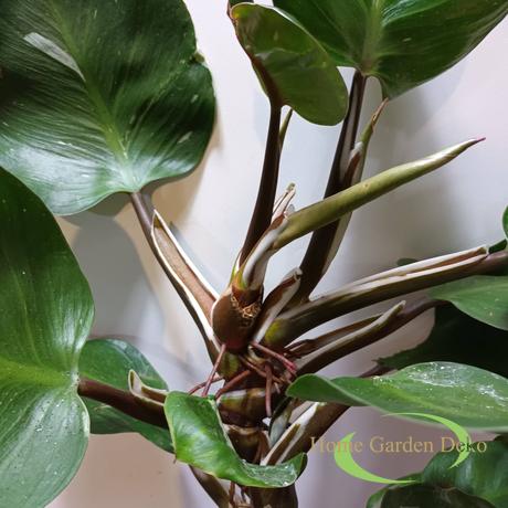 Philodendron White Knight