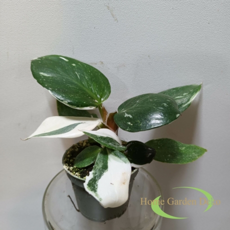 Philodendron White Knight