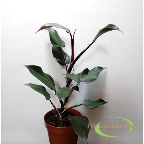 Philodendron White Knight