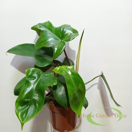 Philodendron Florida Green