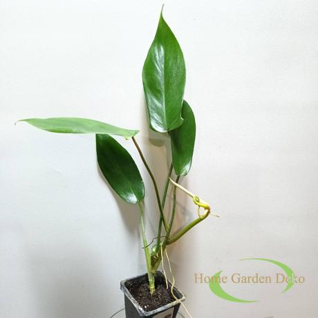 Philodendron Florida