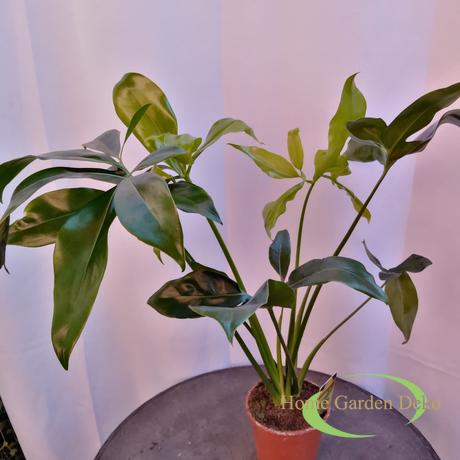 Philodendron Fun Bun